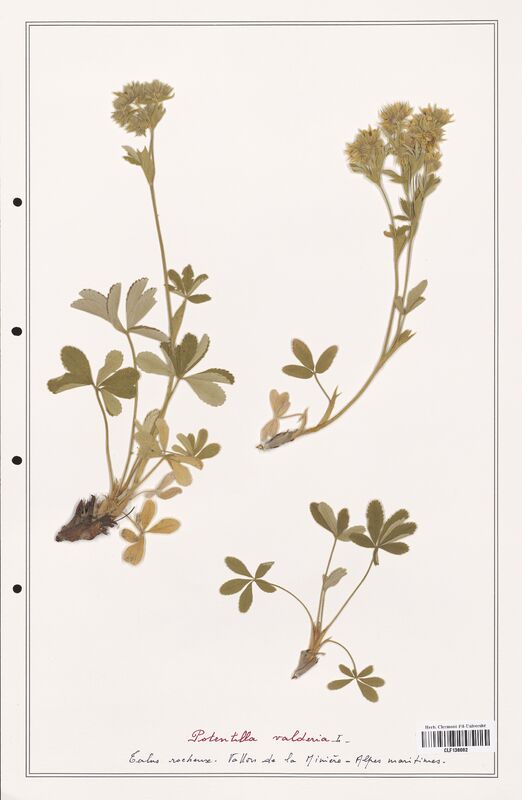 Potentilla valderia  (Rosaceae)