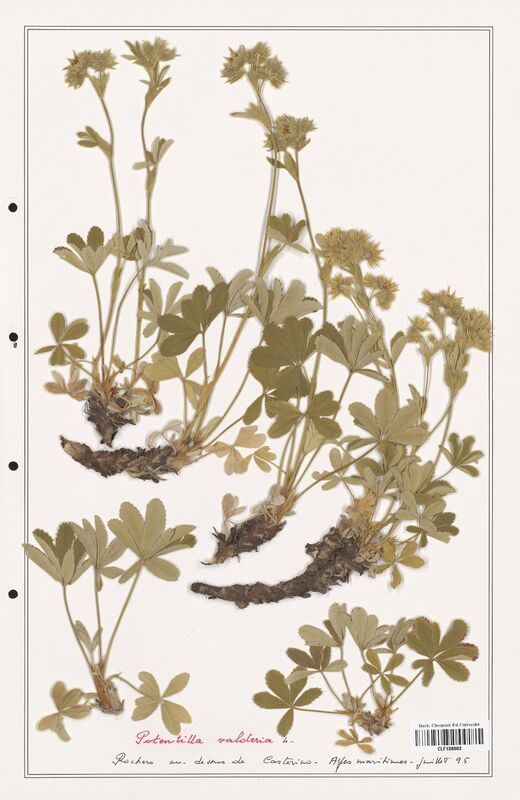 Potentilla valderia  (Rosaceae)