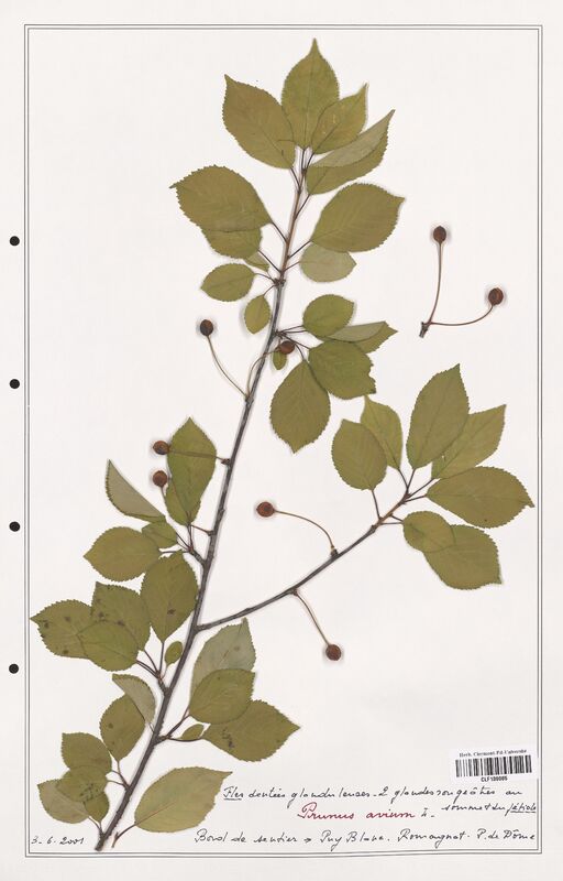 Prunus avium  (Rosaceae)