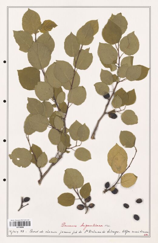 Prunus brigantiaca  (Rosaceae)