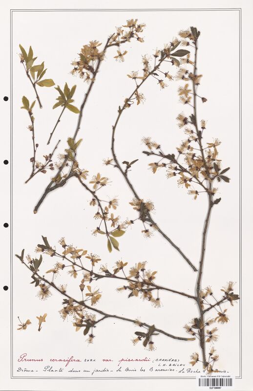 Prunus cerasifera  (Rosaceae)