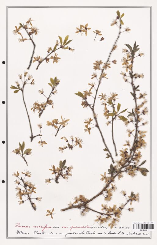 Prunus cerasifera  (Rosaceae)