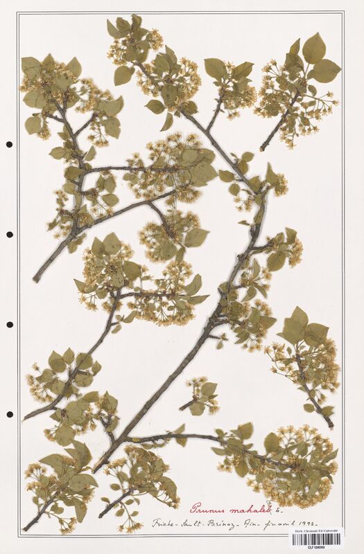 Prunus mahalet  (Rosaceae)