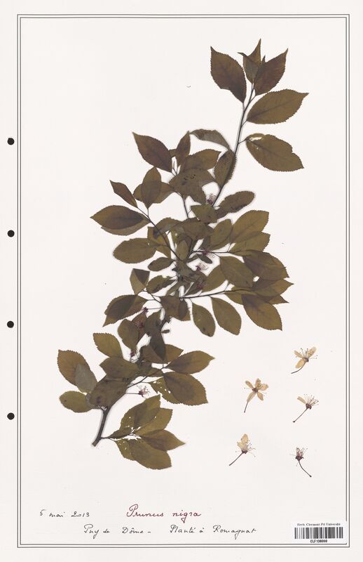 Prunus nigra  (Rosaceae)