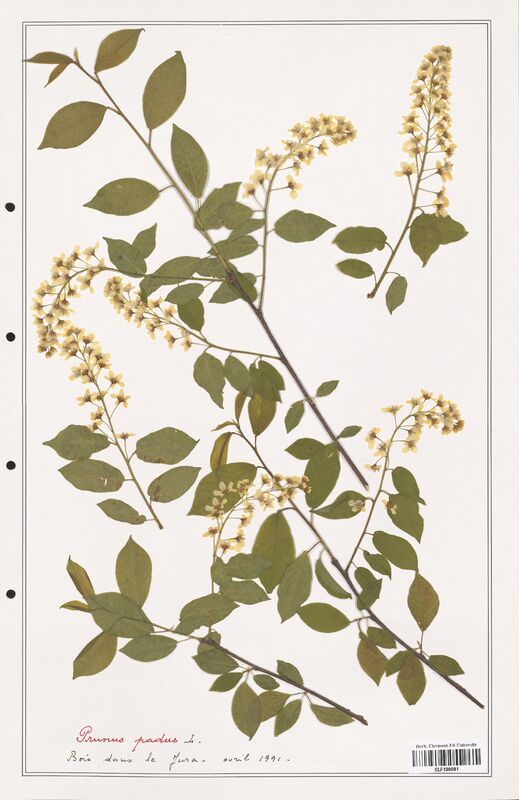 Prunus padus  (Rosaceae)