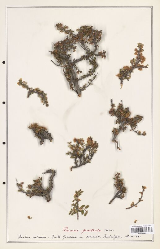 Prunus prostrata  (Rosaceae)
