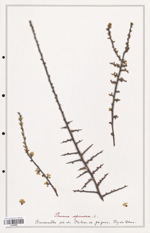 Prunus spinosa  (Rosaceae)