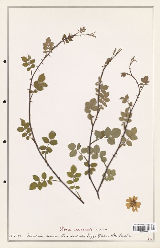Rosa arvensis  (Rosaceae)