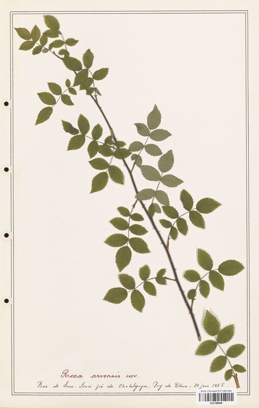 Rosa arvensis  (Rosaceae)