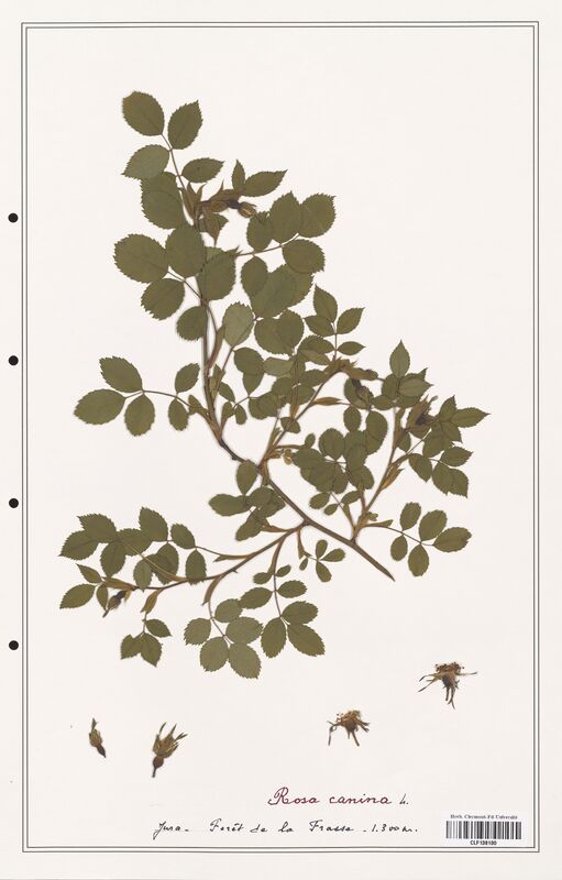 Rosa canina  (Rosaceae)