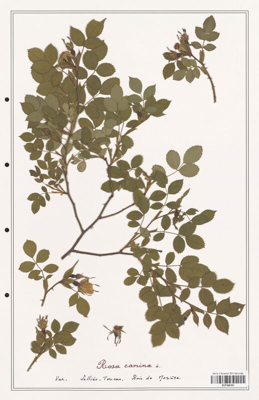 Rosa canina  (Rosaceae)