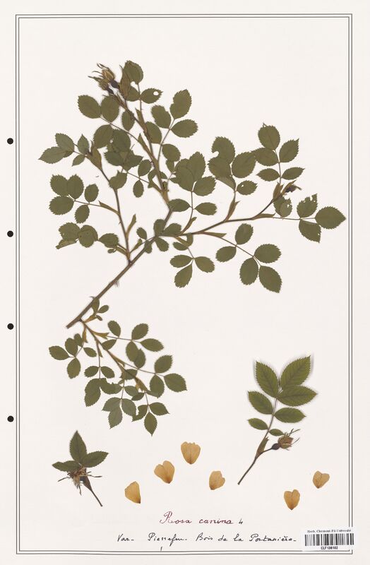 Rosa canina  (Rosaceae)