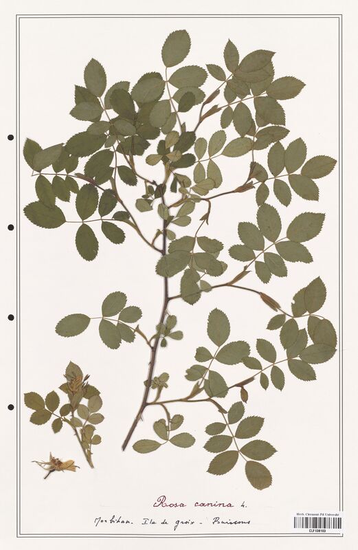 Rosa canina  (Rosaceae)