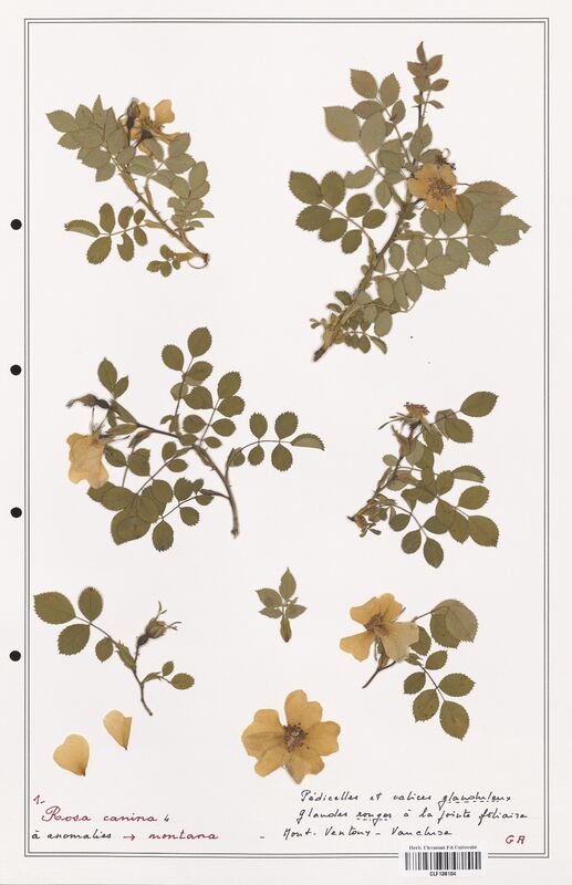 Rosa canina  (Rosaceae)