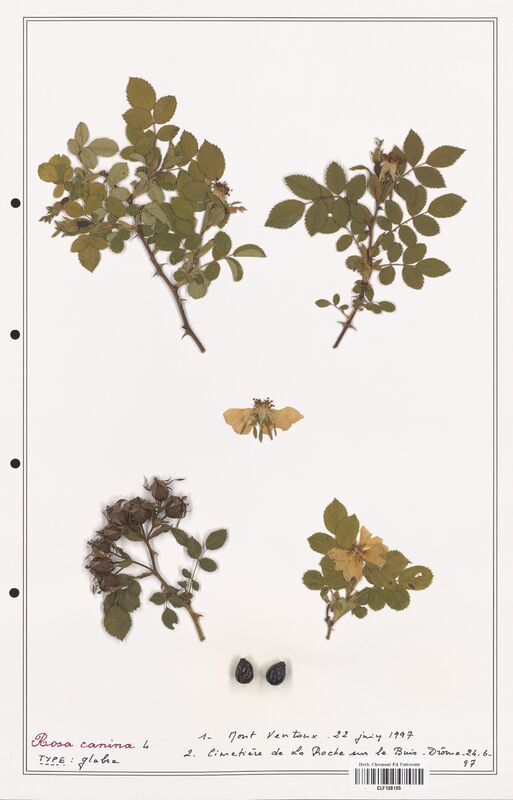 Rosa canina  (Rosaceae)
