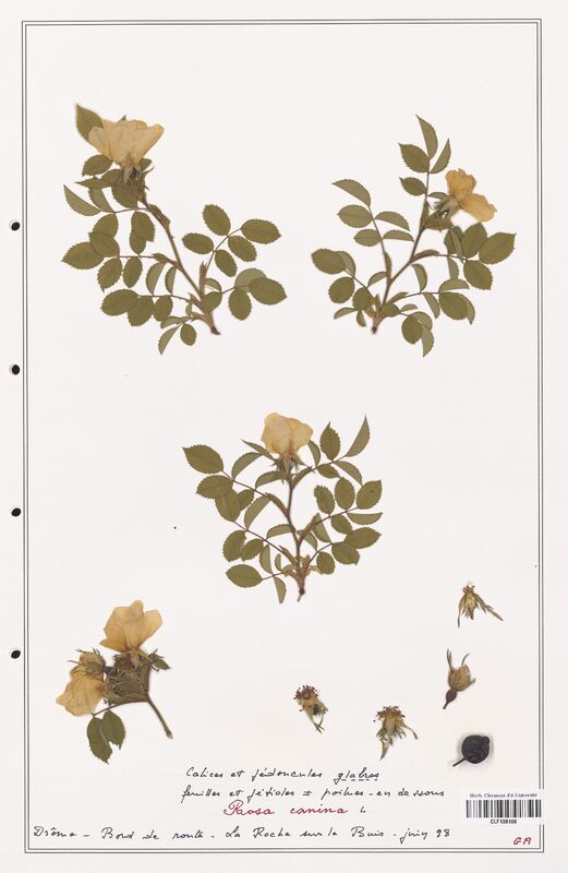 Rosa canina  (Rosaceae)