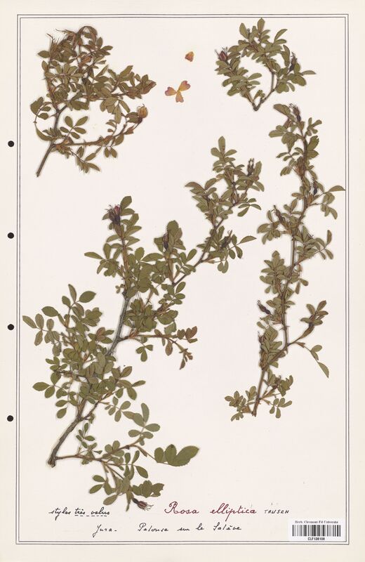 Rosa elliptica  (Rosaceae)