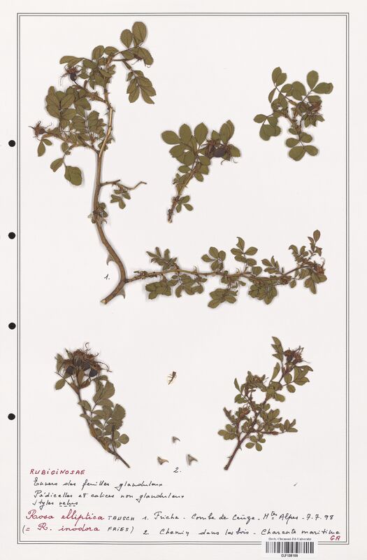 Rosa elliptica  (Rosaceae)