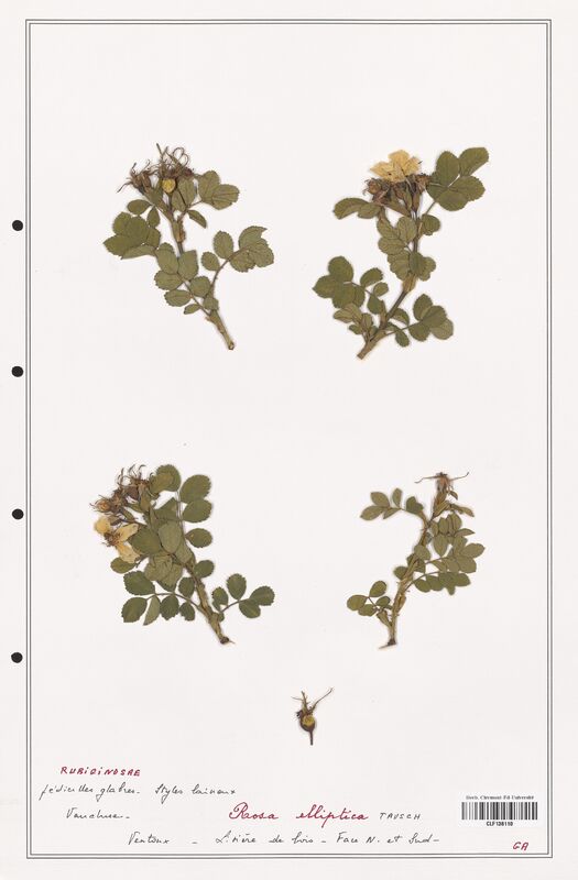 Rosa elliptica  (Rosaceae)