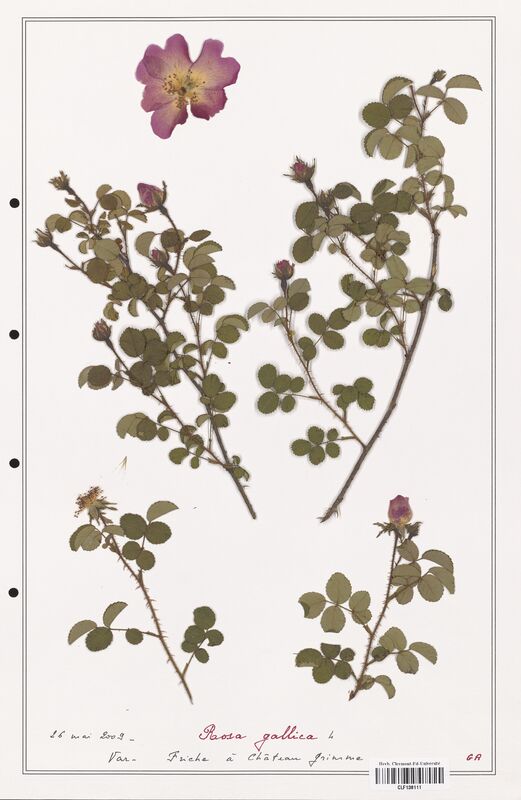 Rosa gallica  (Rosaceae)