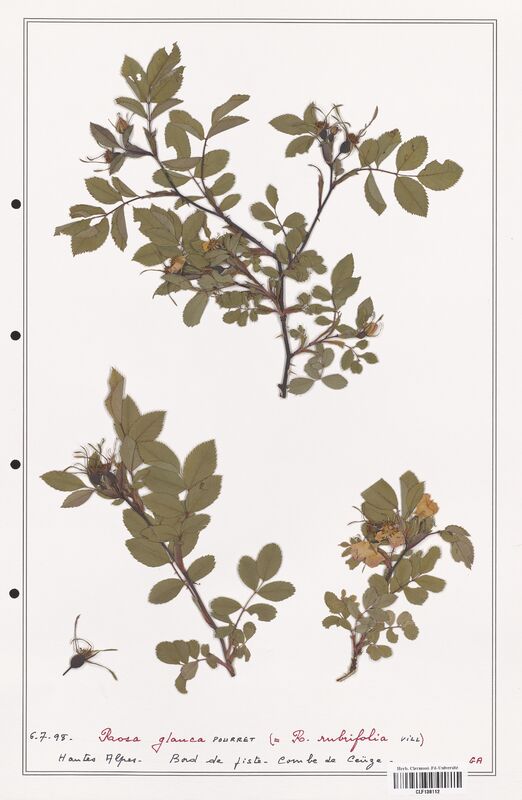 Rosa glauca  (Rosaceae)