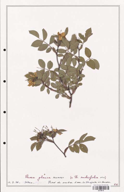 Rosa glauca  (Rosaceae)