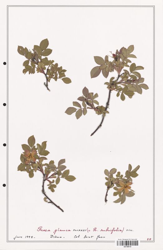Rosa glauca  (Rosaceae)