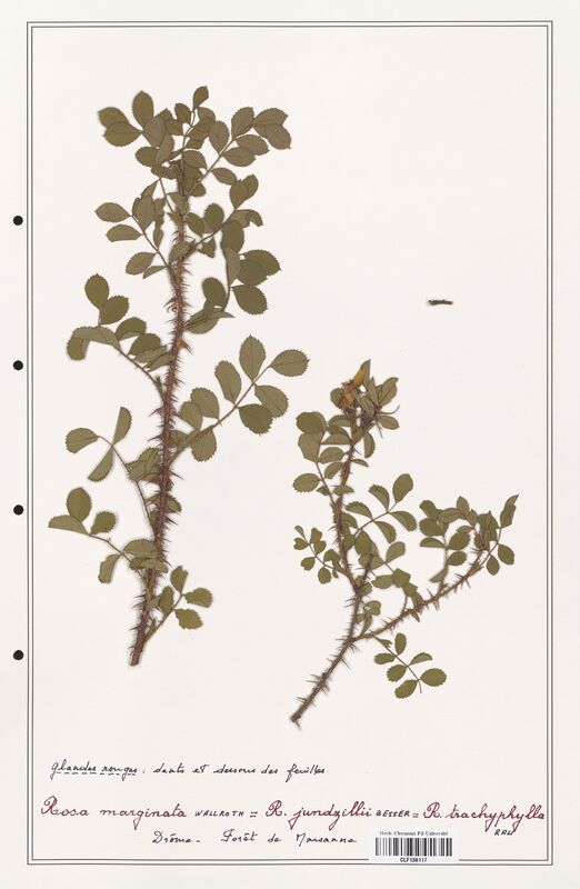 Rosa marginata  (Rosaceae)