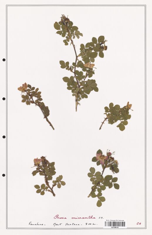 Rosa micrantha  (Rosaceae)
