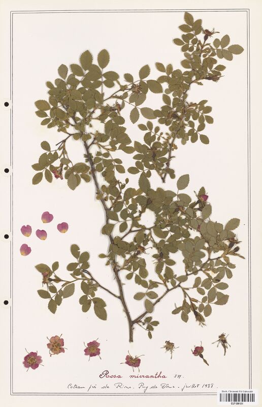 Rosa micrantha  (Rosaceae)