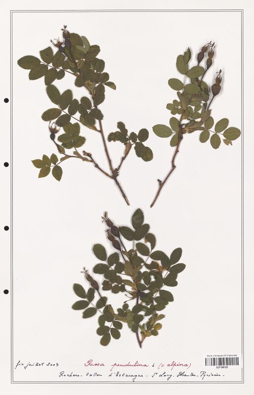 Rosa pendulina  (Rosaceae)