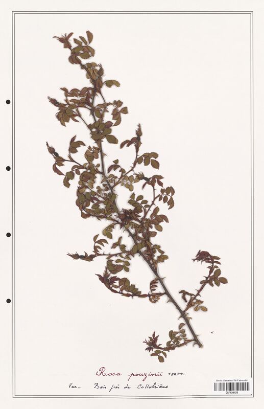 Rosa pouzinii  (Rosaceae)