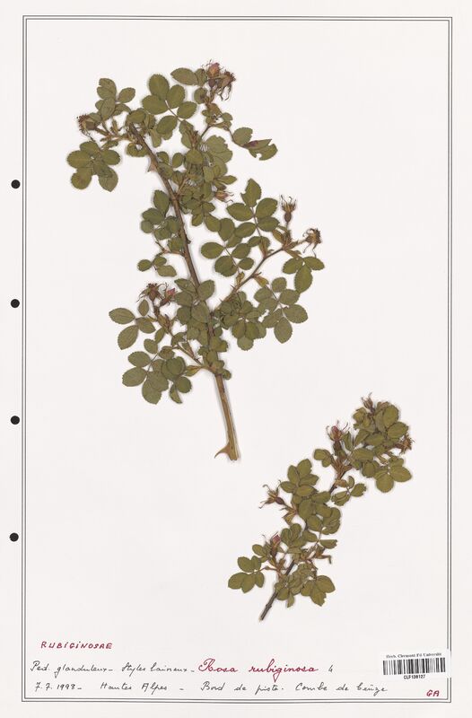 Rosa rubiginosa  (Rosaceae)