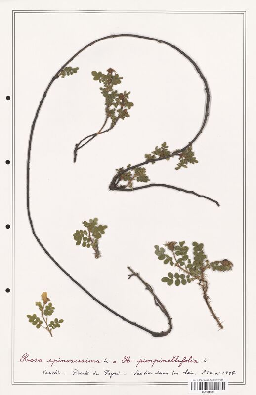 Rosa spinosissima  (Rosaceae)