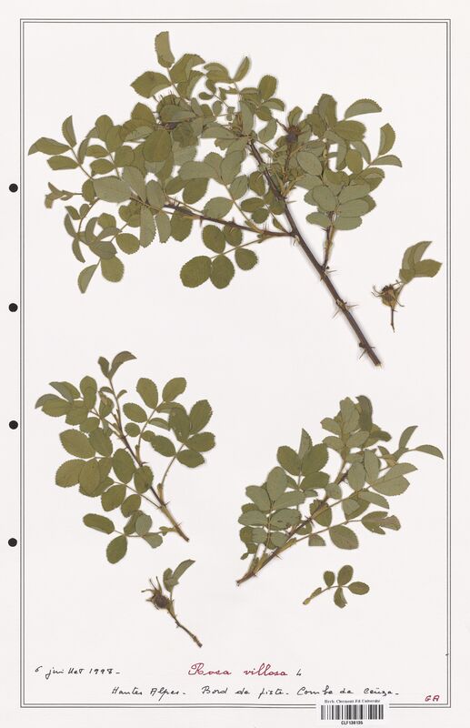 Rosa villosa  (Rosaceae)