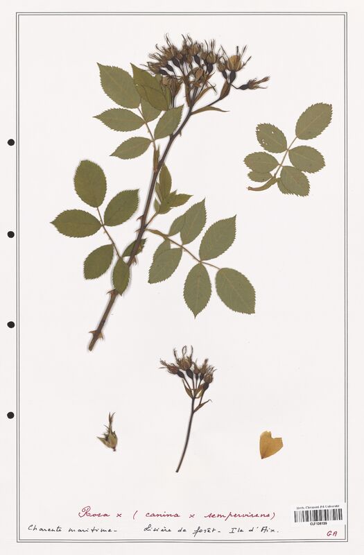 Rosa x canina  (Rosaceae)