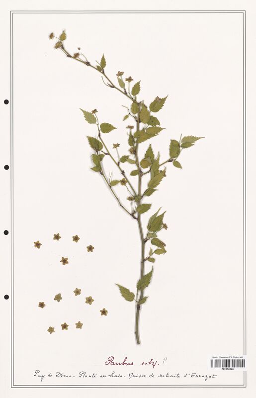 Rubus   (Rosaceae)