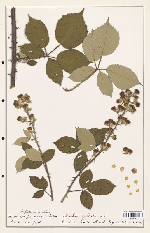 Rubus gillotii  (Rosaceae)