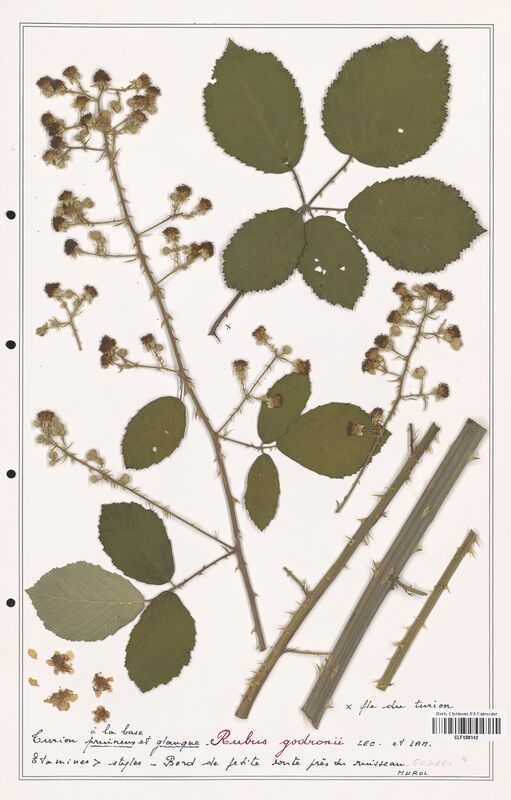 Rubus godronii  (Rosaceae)