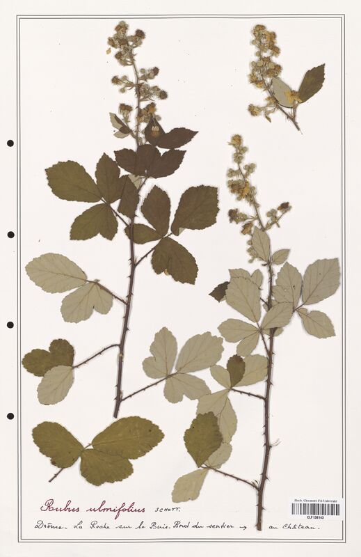 Rubus ulmifolius  (Rosaceae)