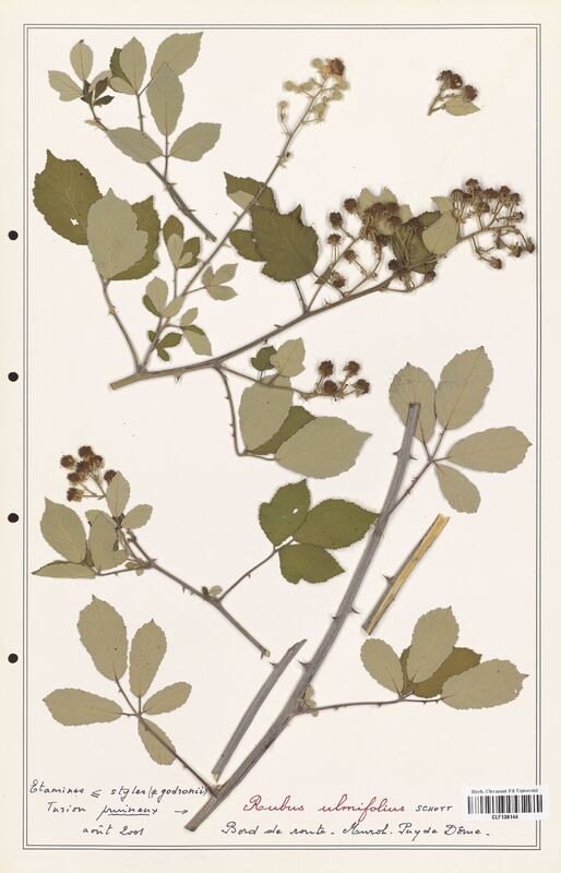 Rubus ulmifolius  (Rosaceae)