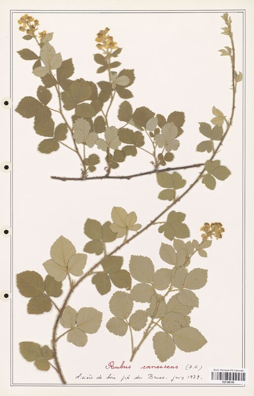 Rubus canescens  (Rosaceae)