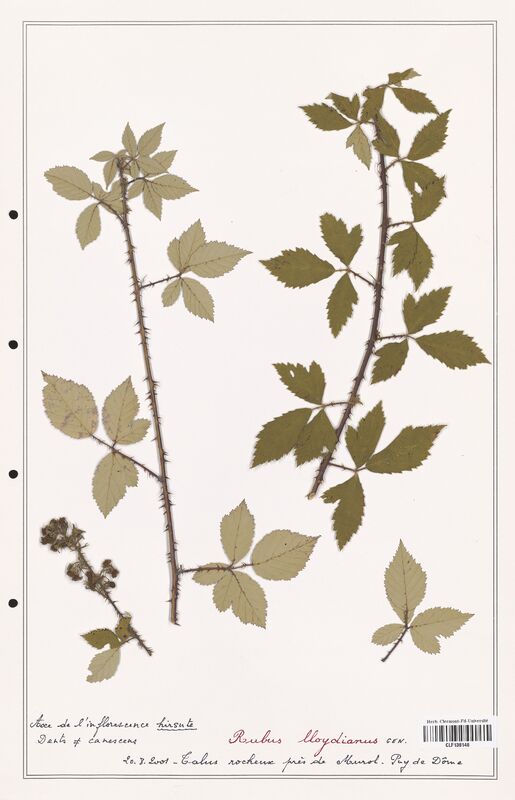 Rubus lloydianus  (Rosaceae)
