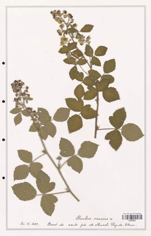 Rubus caesius  (Rosaceae)