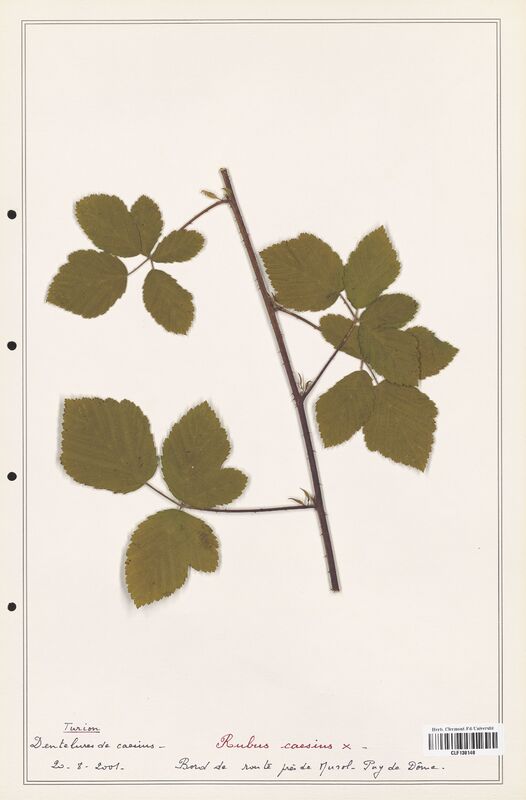 Rubus caesius  (Rosaceae)