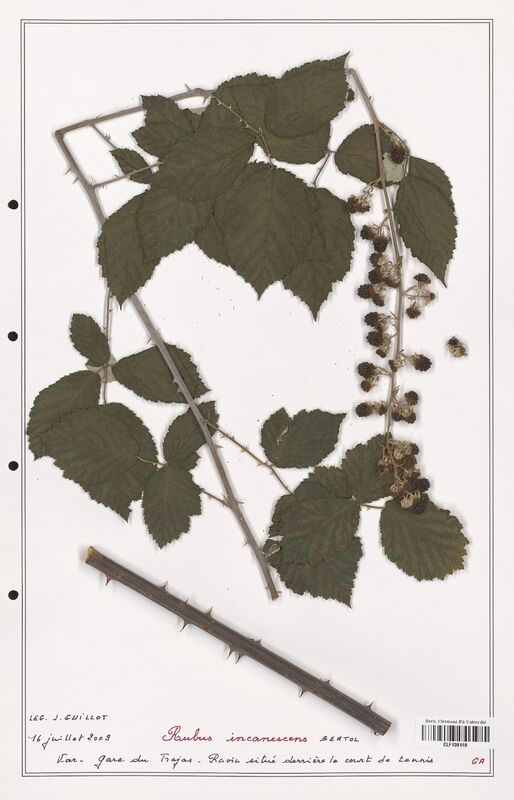 Rubus incanescens  (Rosaceae)