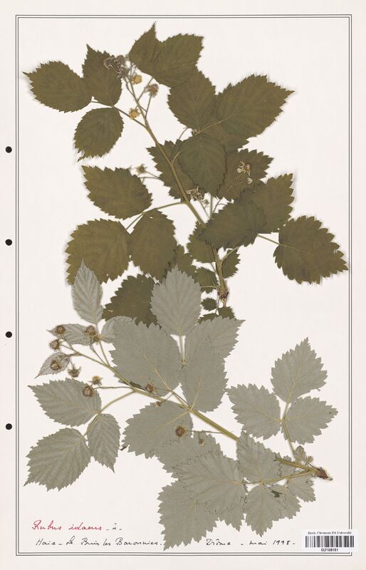 Rubus idaeus  (Rosaceae)