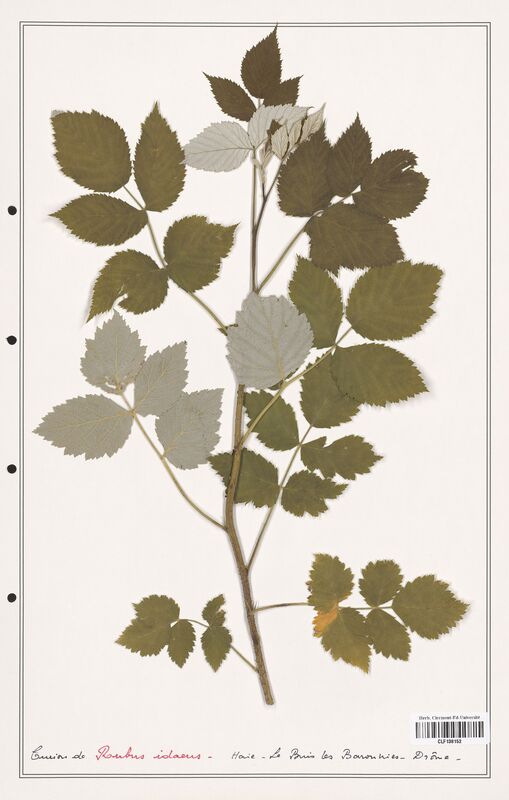 Rubus idaeus  (Rosaceae)