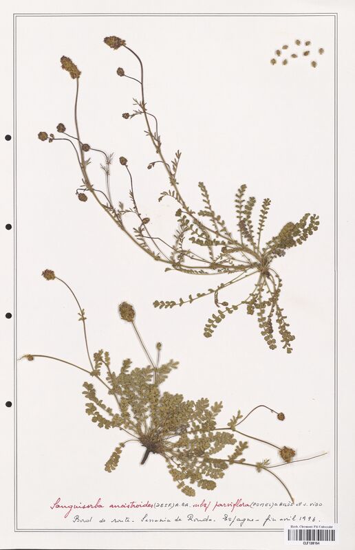 Sanguisorba ancistroides  (Rosaceae)