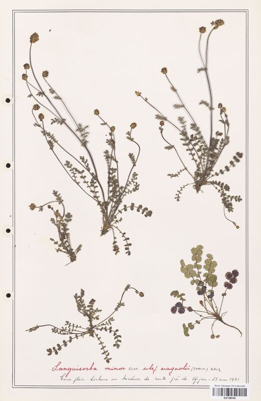Sanguisorba minor  (Rosaceae)